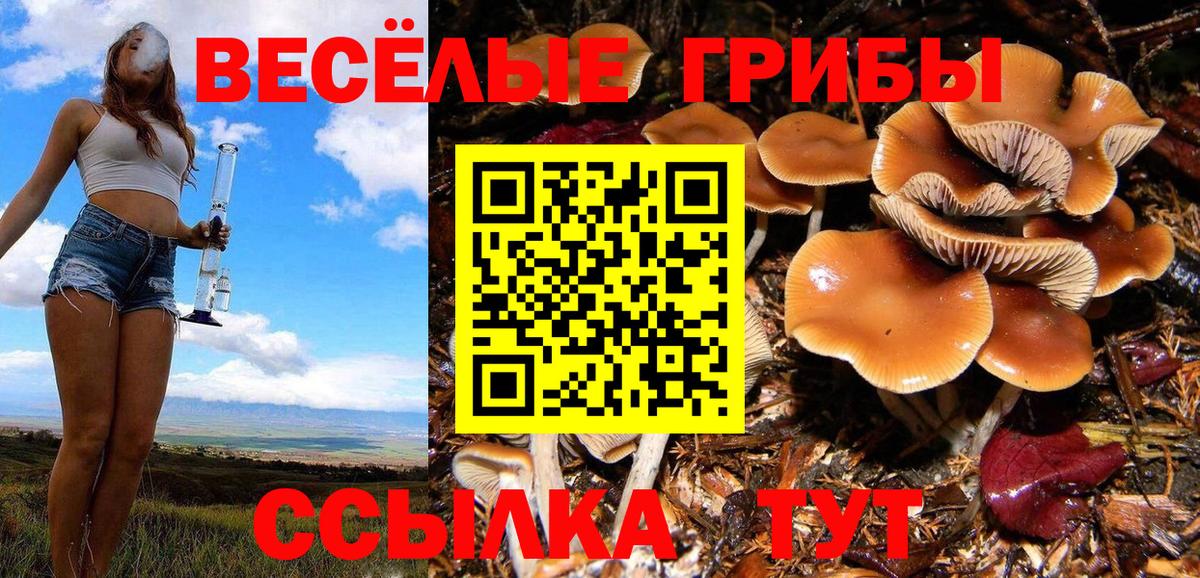 Псилоцибиновые грибы Cubensis Касимов
